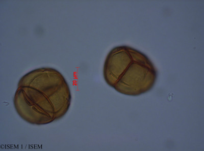 ISEM 1/Thibaudia_albiflora_28071/Thibaudia_albiflora_28071_0001(copy)_thumb.jpg